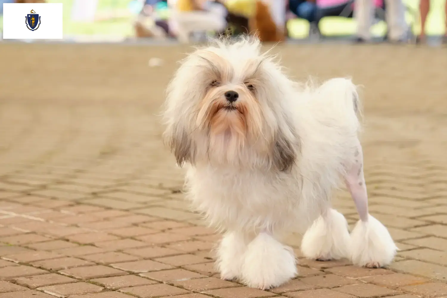 Lion puppies and breeders Massachusetts Here you can find Löwchen breeders in Massachusetts.