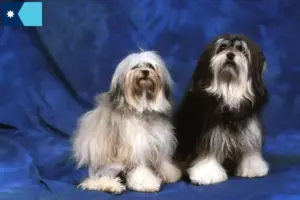 Read more about the article Lion breeders and puppies in Minnesota