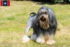 Read more about the article Lion breeders and puppies in Mississippi