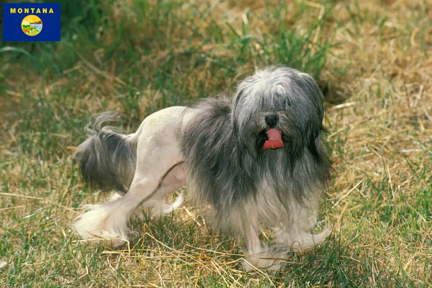 Löwchen puppies and breeder Montana Here you can find Löwchen breeders in Montana.