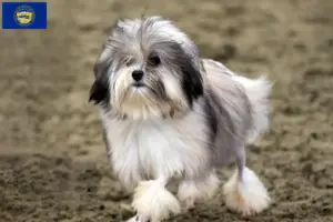 Read more about the article Lion breeders and puppies in Nebraska
