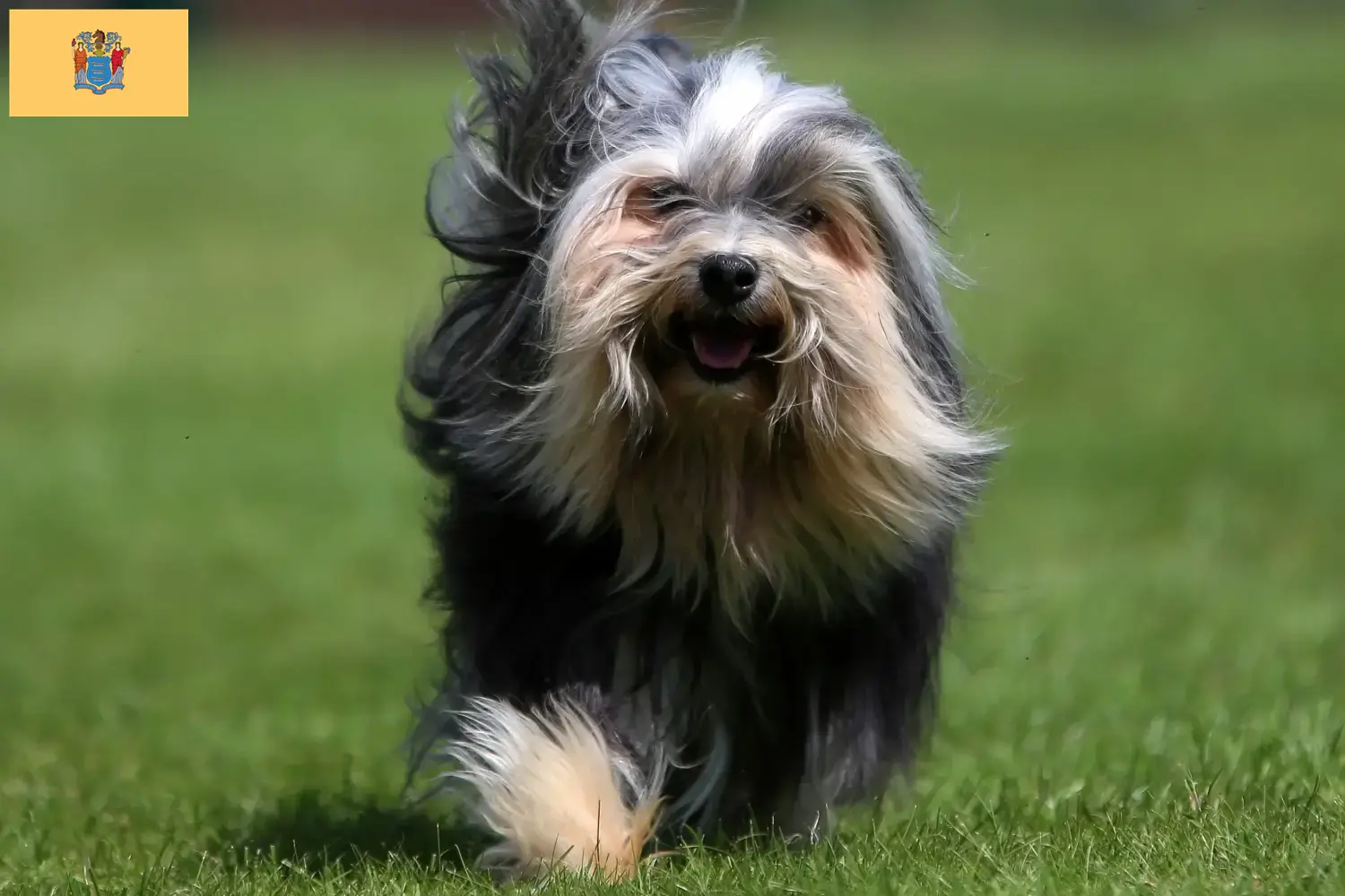 Lion puppies and breeders New Jersey Here you can find Löwchen breeders in New Jersey.