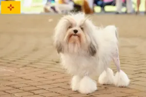 Read more about the article Lion breeders and puppies in New Mexico