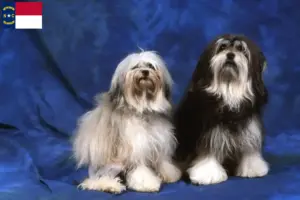 Read more about the article Lion breeders and puppies in North Carolina
