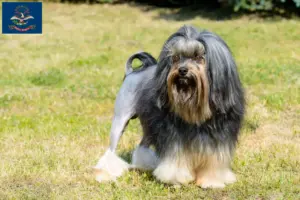 Read more about the article Lion breeders and puppies in North Dakota