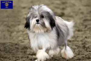 Read more about the article Lion breeders and puppies in Oregon