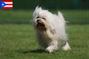 Read more about the article Lion breeders and puppies in Puerto Rico