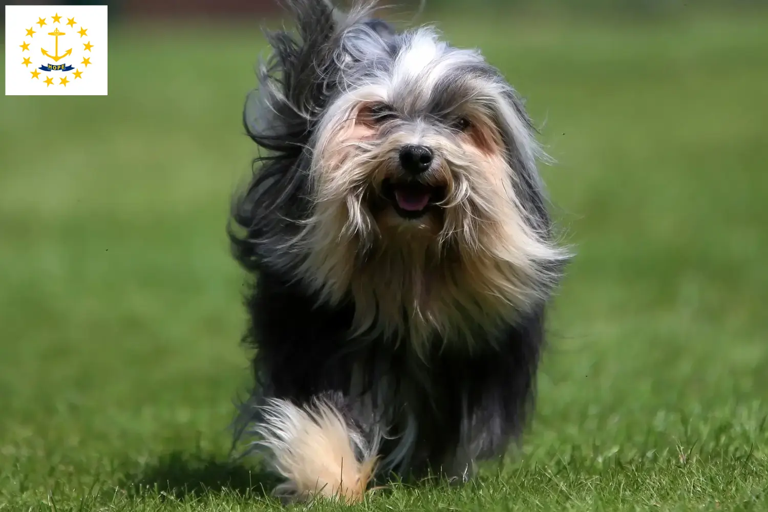 Lion puppies and breeders Rhode Island Here you can find Löwchen breeders in Rhode Island.