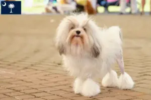 Read more about the article Lion breeders and puppies in South Carolina