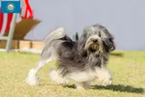Read more about the article Lion breeders and puppies in South Dakota