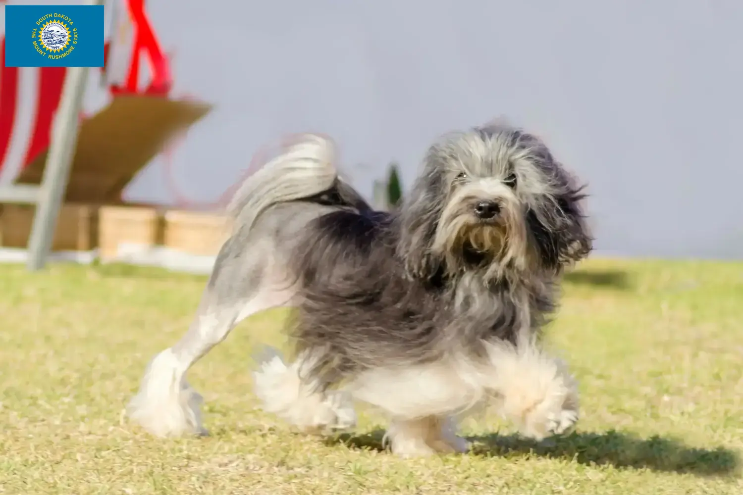 Lion puppies and breeders South Dakota Here you can find Löwchen breeders in South Dakota.