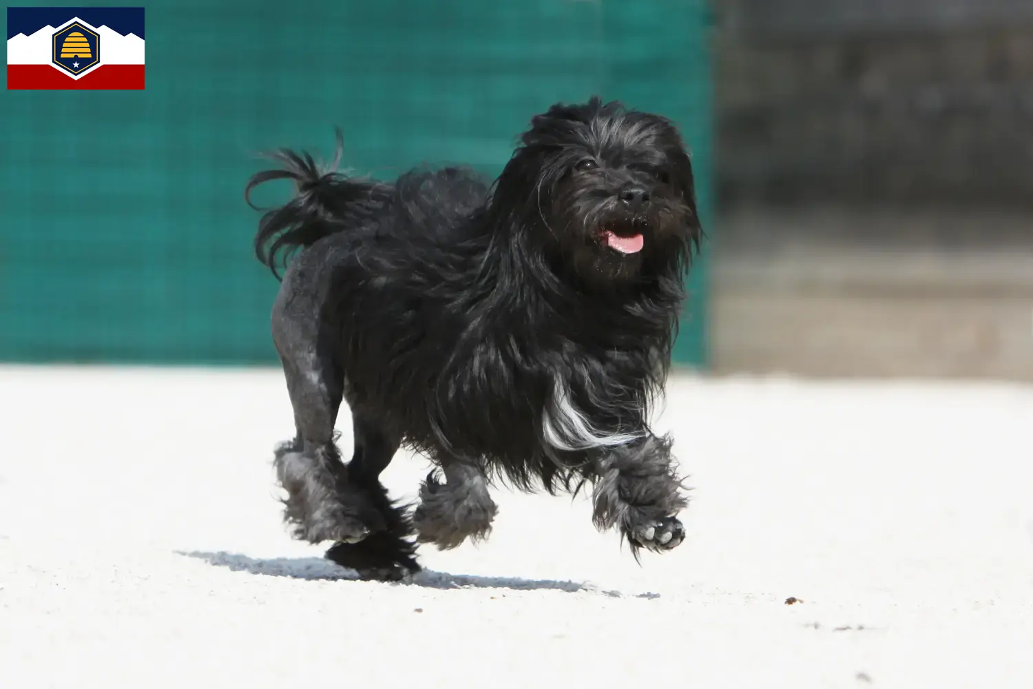 Lion puppies and breeders Utah Here you can find Löwchen breeders in Utah.