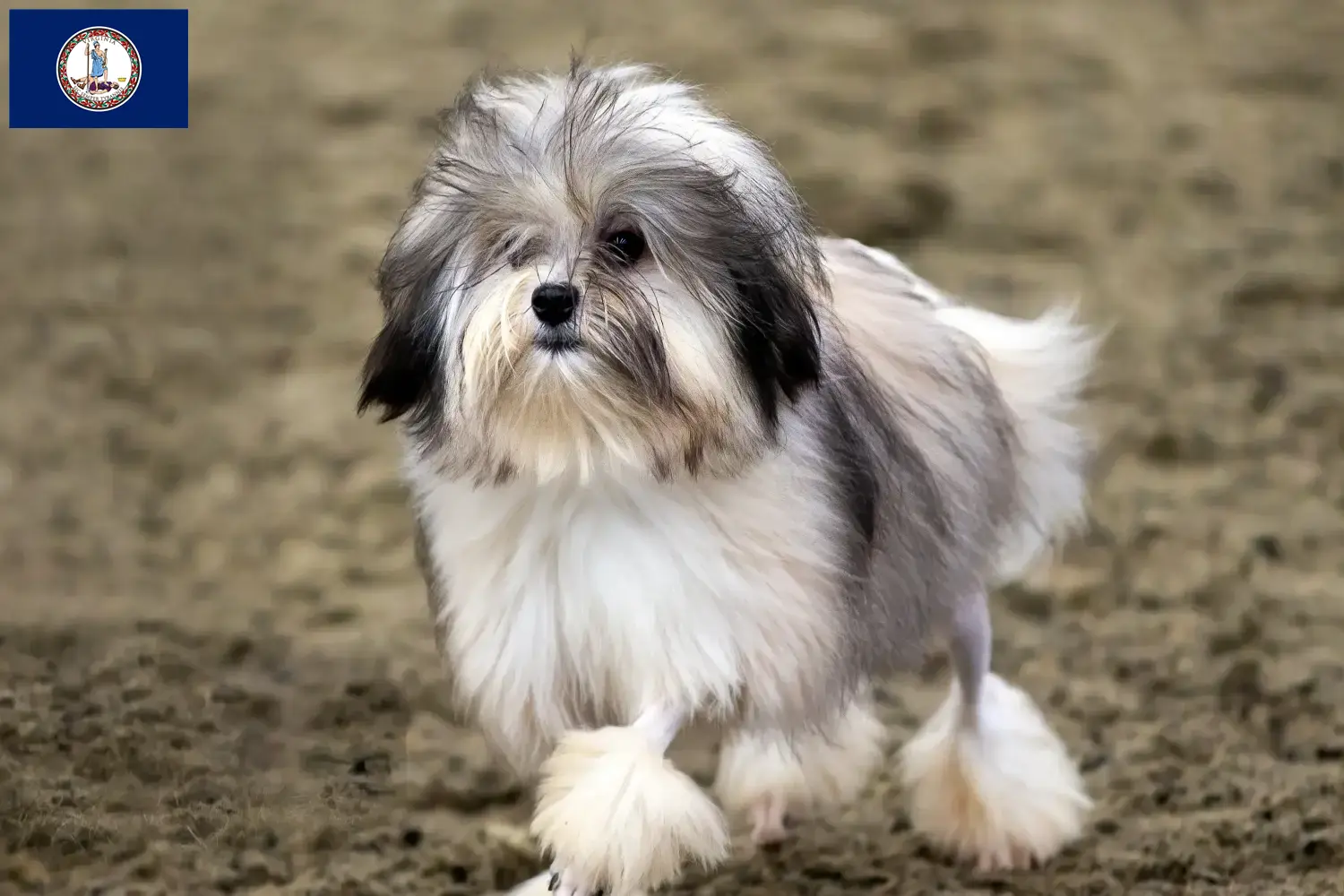 Lion puppies and breeder Virginia Here you can find Löwchen breeders in Virginia.