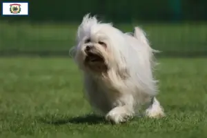 Read more about the article Lion breeders and puppies in West Virginia