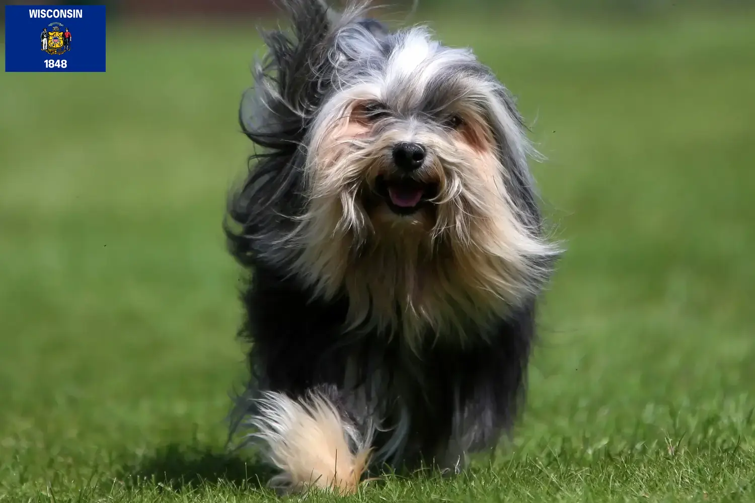 Read more about the article Lion breeders and puppies in Wisconsin