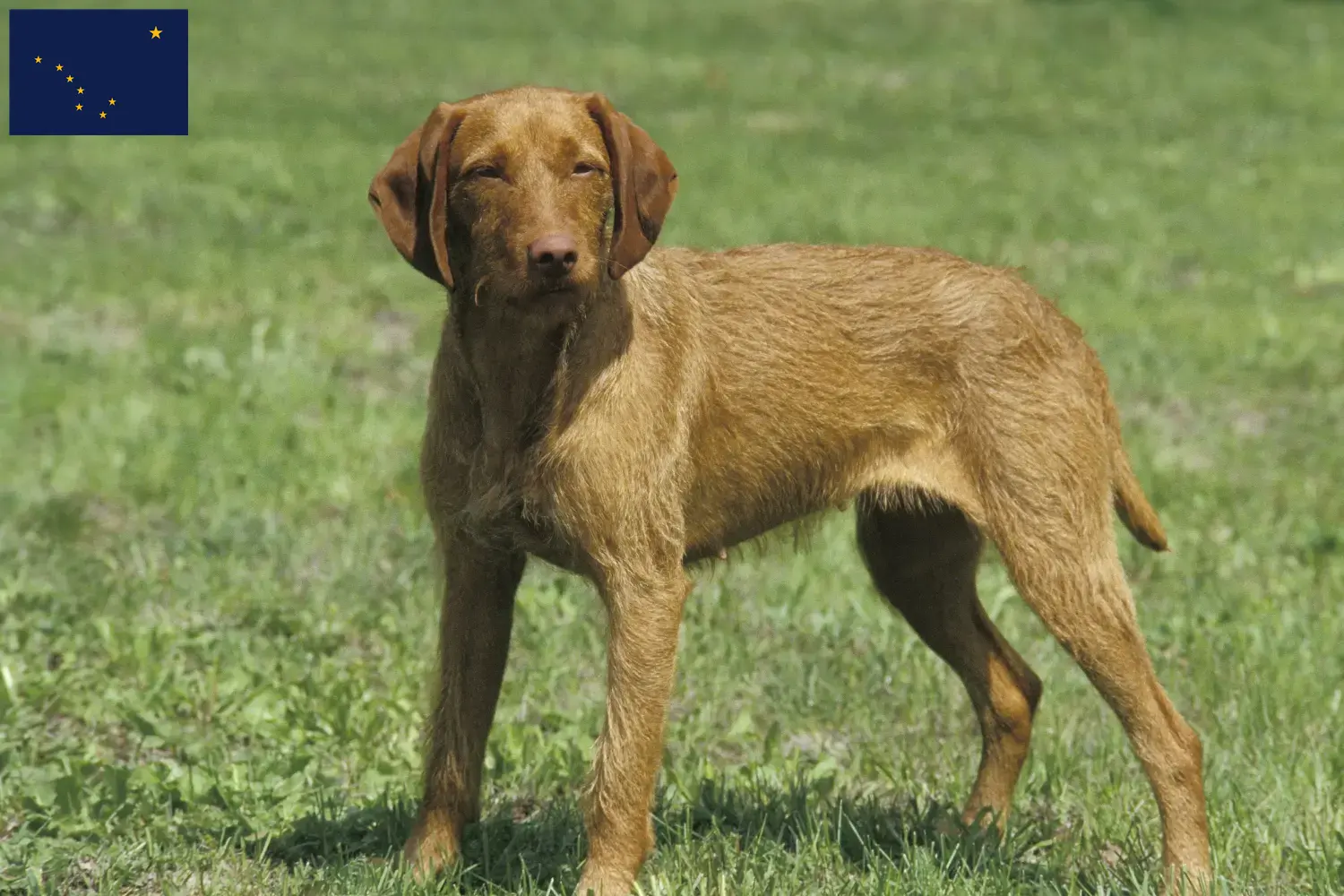 Read more about the article Magyar Vizsla breeders and puppies in Alaska