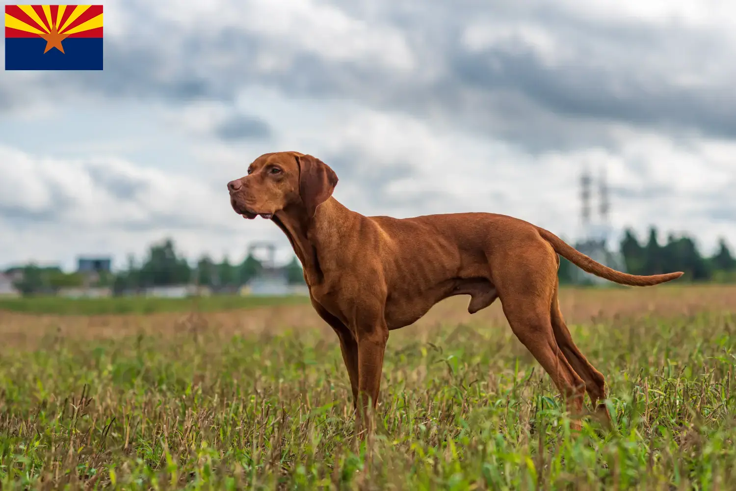 Read more about the article Magyar Vizsla breeders and puppies in Arizona