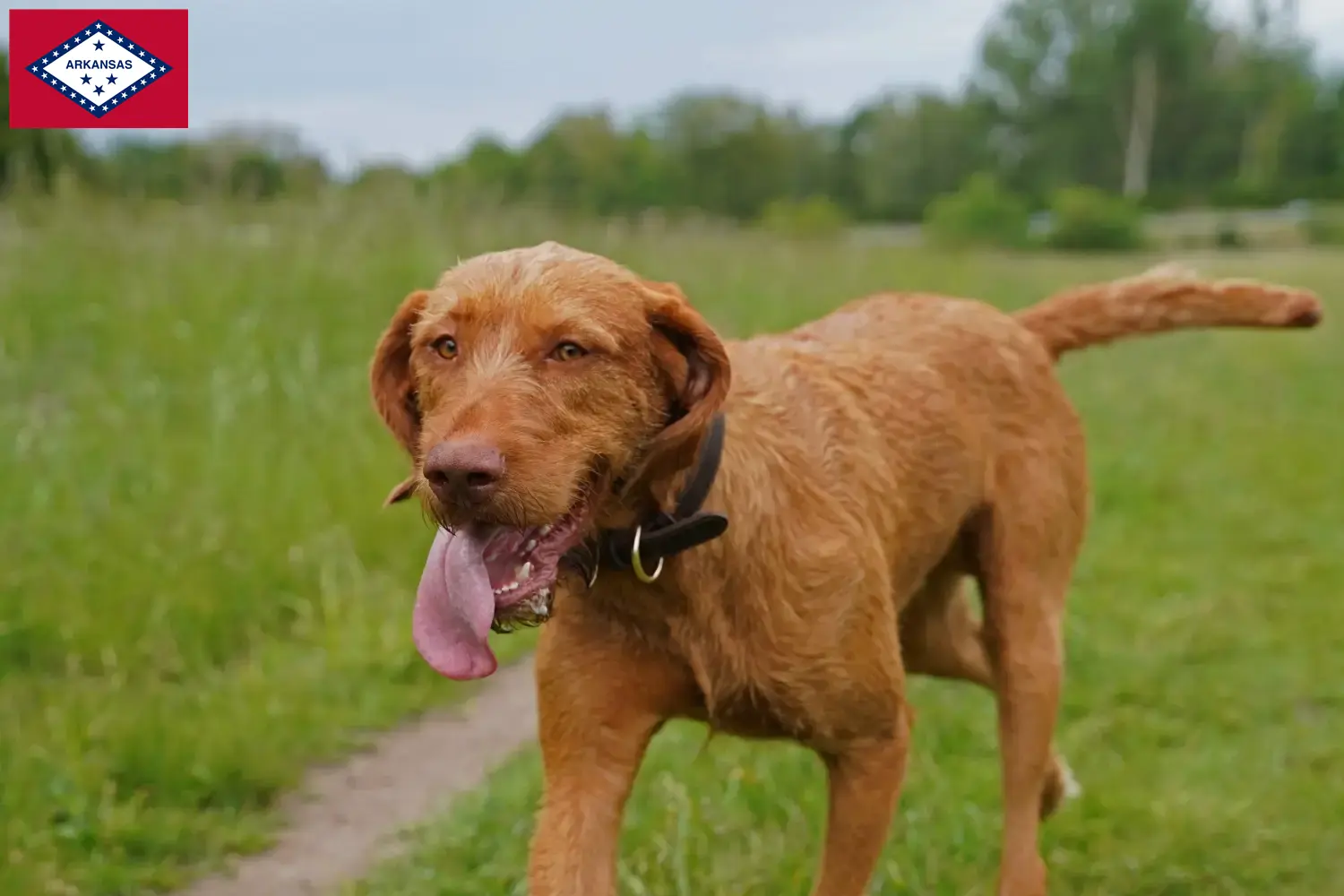 Read more about the article Magyar Vizsla breeders and puppies in Arkansas