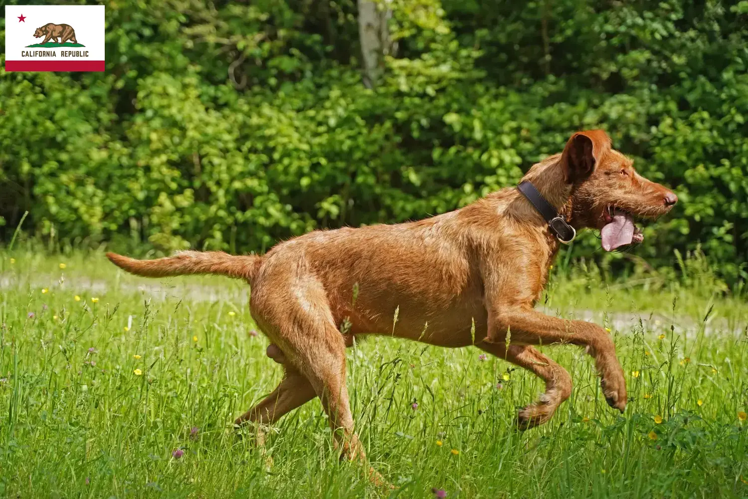 Read more about the article Magyar Vizsla breeders and puppies in California