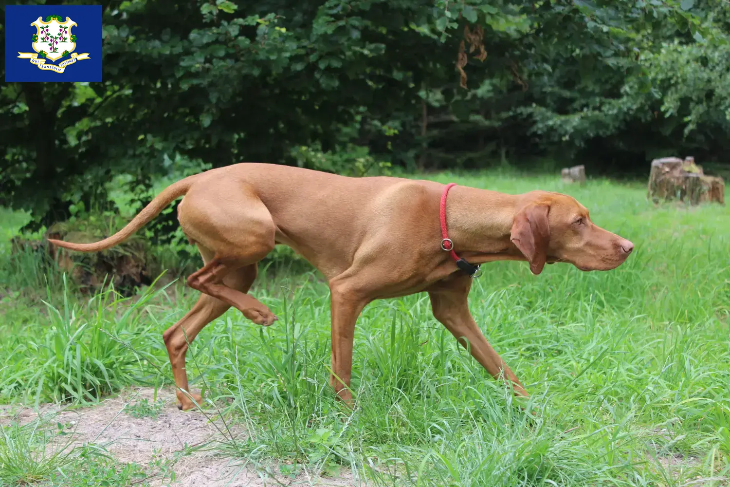 Read more about the article Magyar Vizsla breeders and puppies in Connecticut