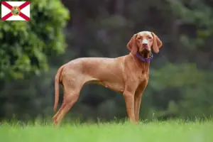 Read more about the article Magyar Vizsla breeders and puppies in Florida