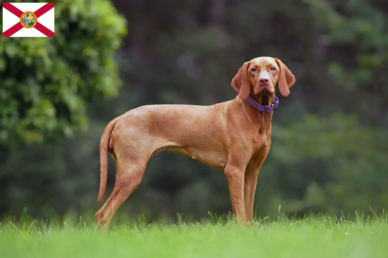 Read more about the article Magyar Vizsla breeders and puppies in Florida