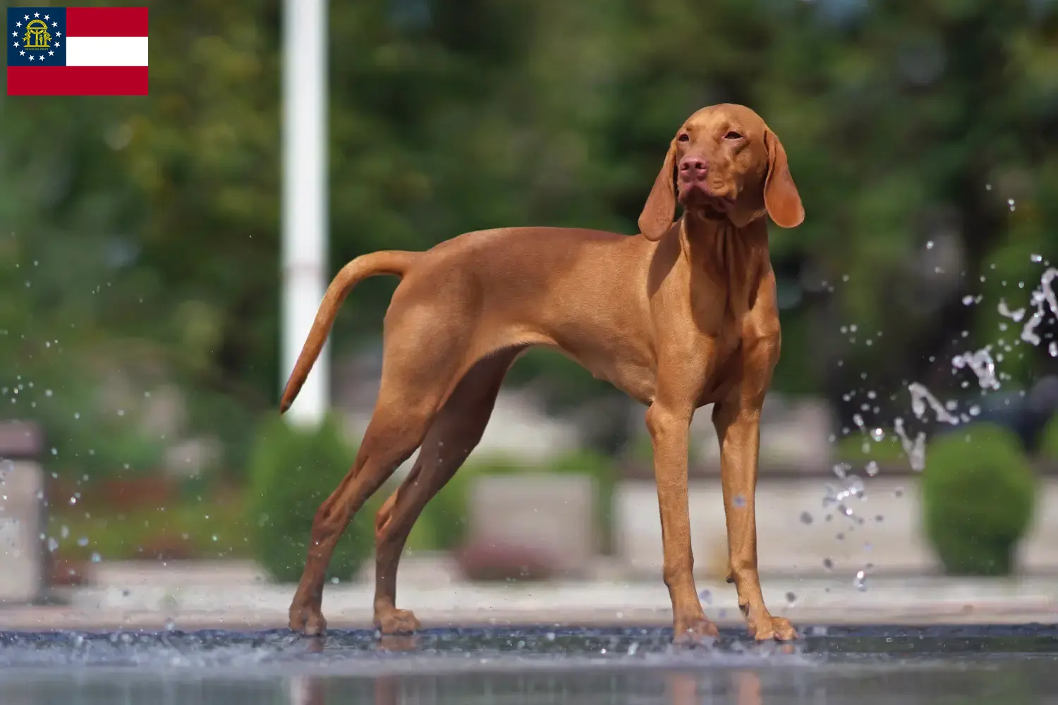 Read more about the article Magyar Vizsla breeders and puppies in Georgia