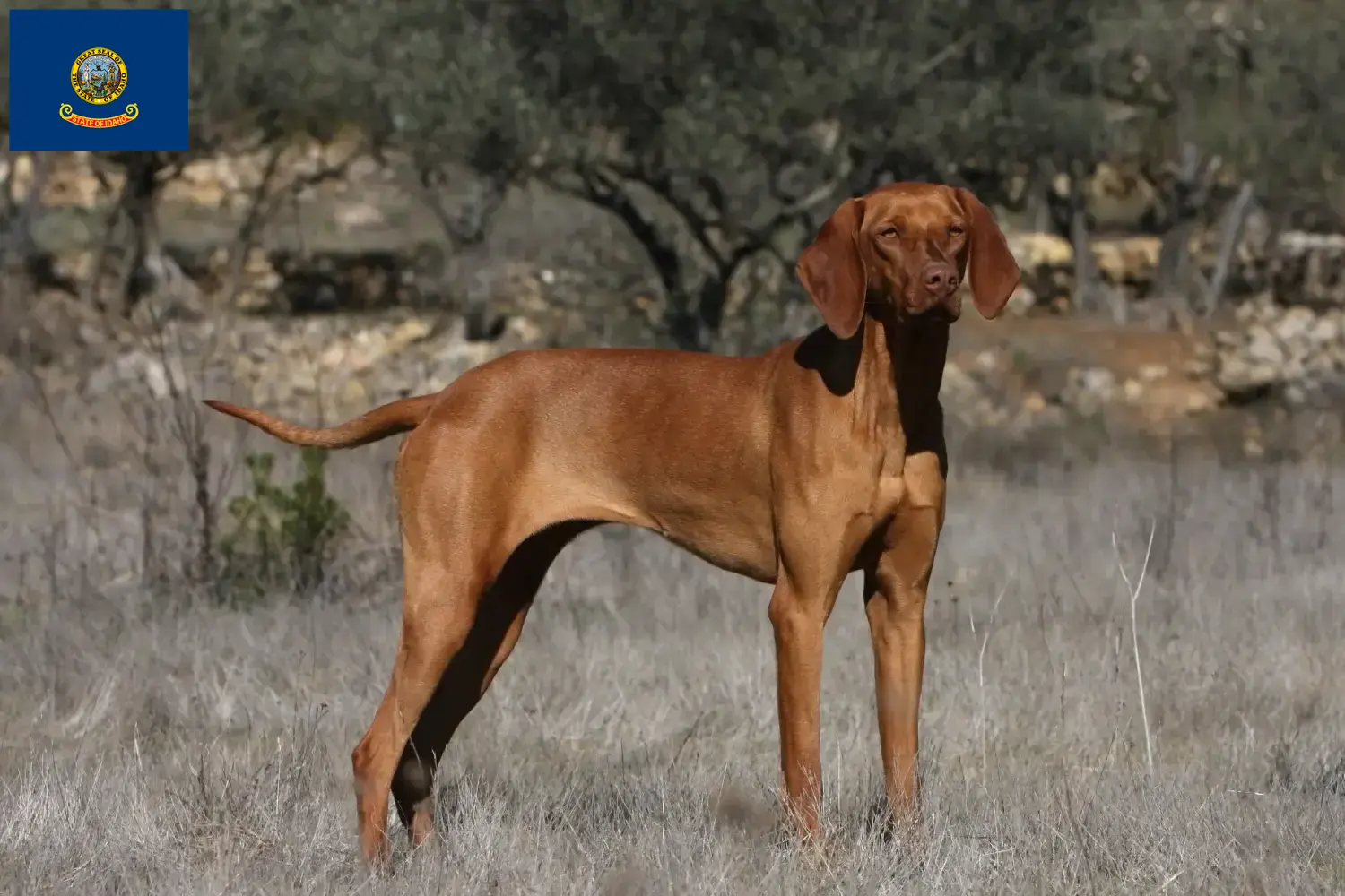 Read more about the article Magyar Vizsla breeders and puppies in Idaho