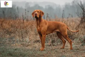 Read more about the article Magyar Vizsla breeders and puppies in Illinois