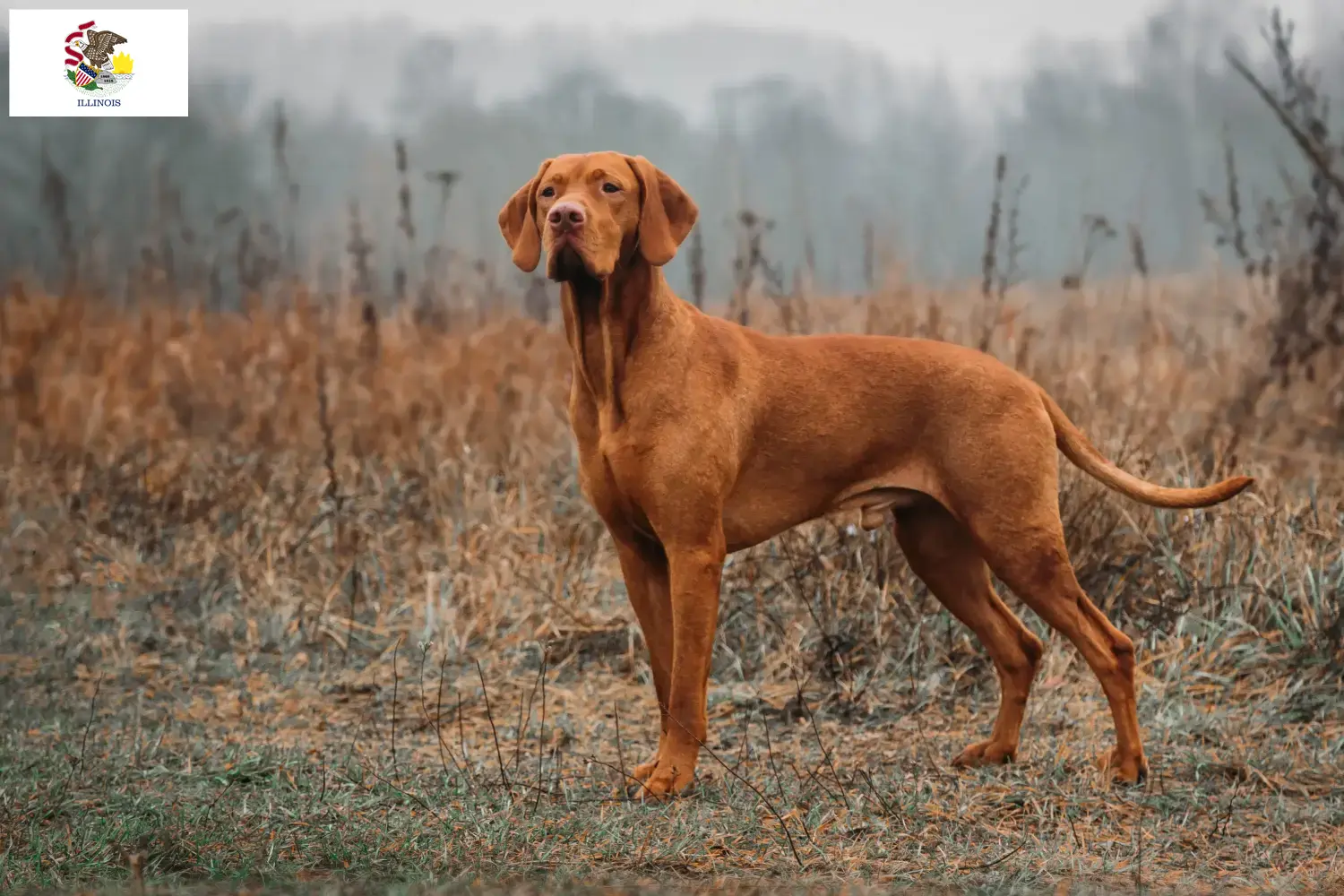 Read more about the article Magyar Vizsla breeders and puppies in Illinois