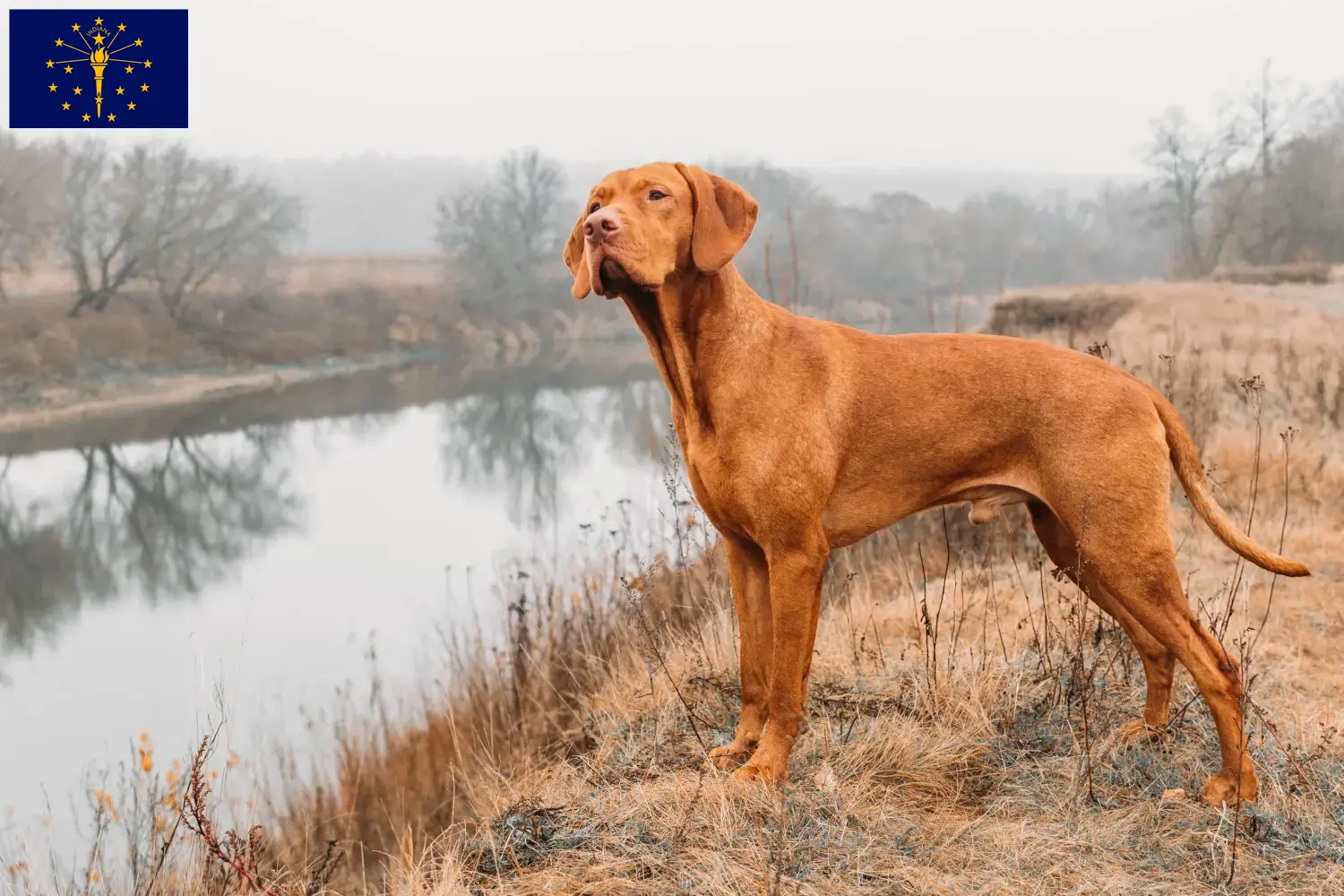 Read more about the article Magyar Vizsla breeders and puppies in Indiana
