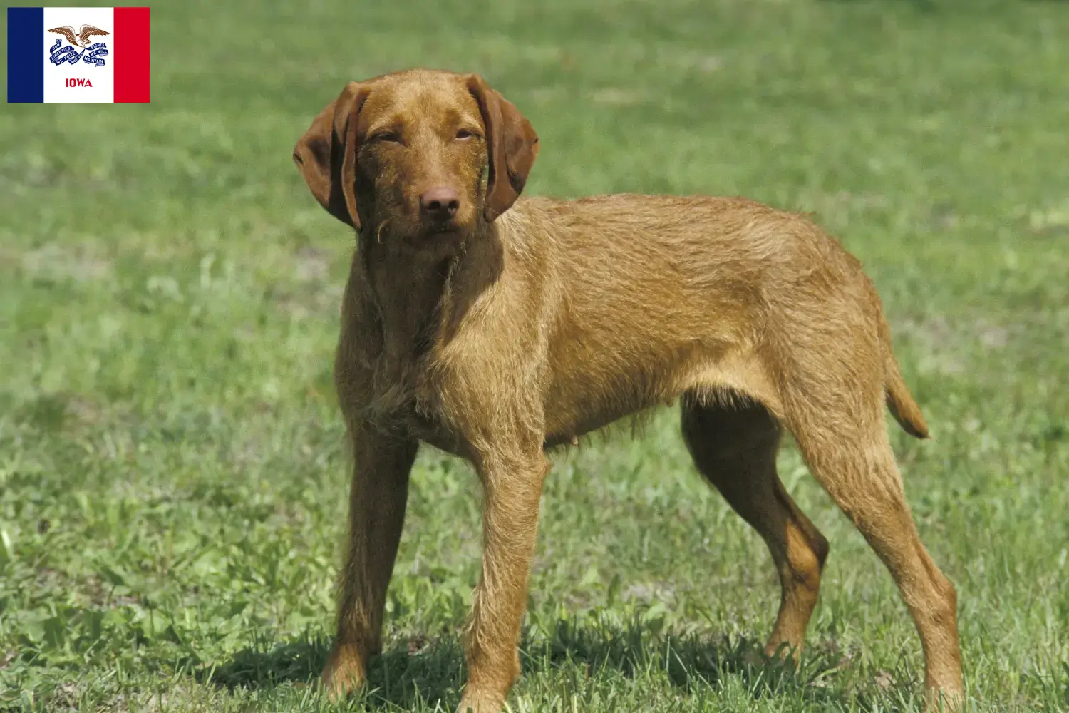 Read more about the article Magyar Vizsla breeders and puppies in Iowa
