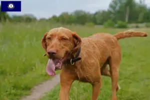 Read more about the article Magyar Vizsla breeders and puppies in Kentucky
