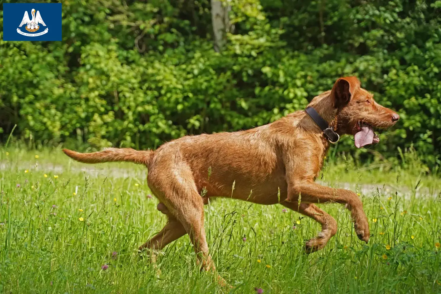 Read more about the article Magyar Vizsla breeders and puppies in Louisiana
