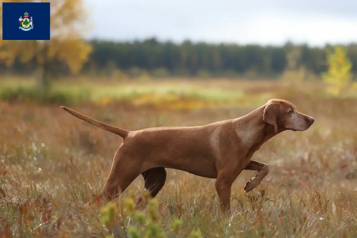 Read more about the article Magyar Vizsla breeders and puppies in Maine