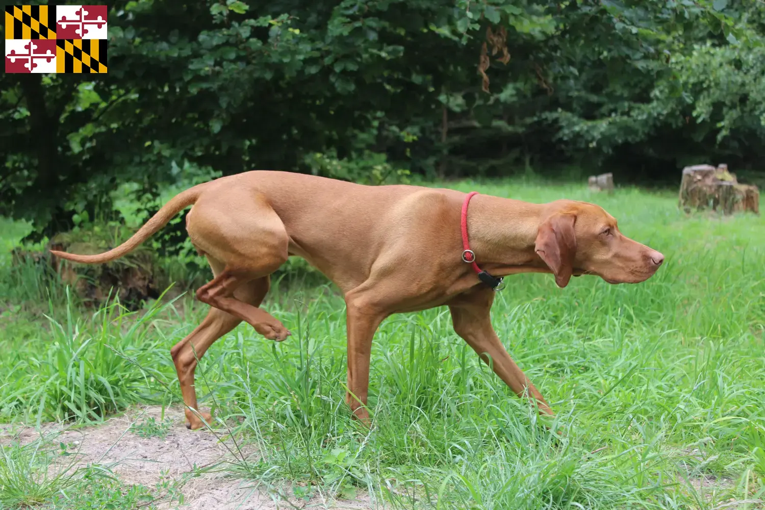 Read more about the article Magyar Vizsla breeders and puppies in Maryland