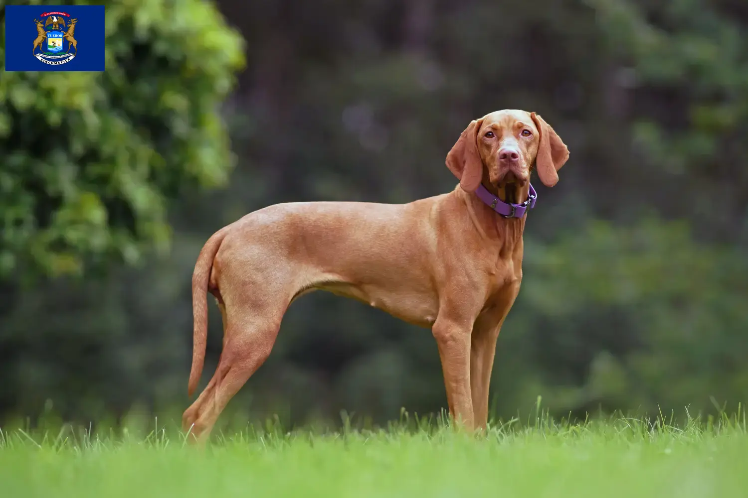 Read more about the article Magyar Vizsla breeders and puppies in Michigan