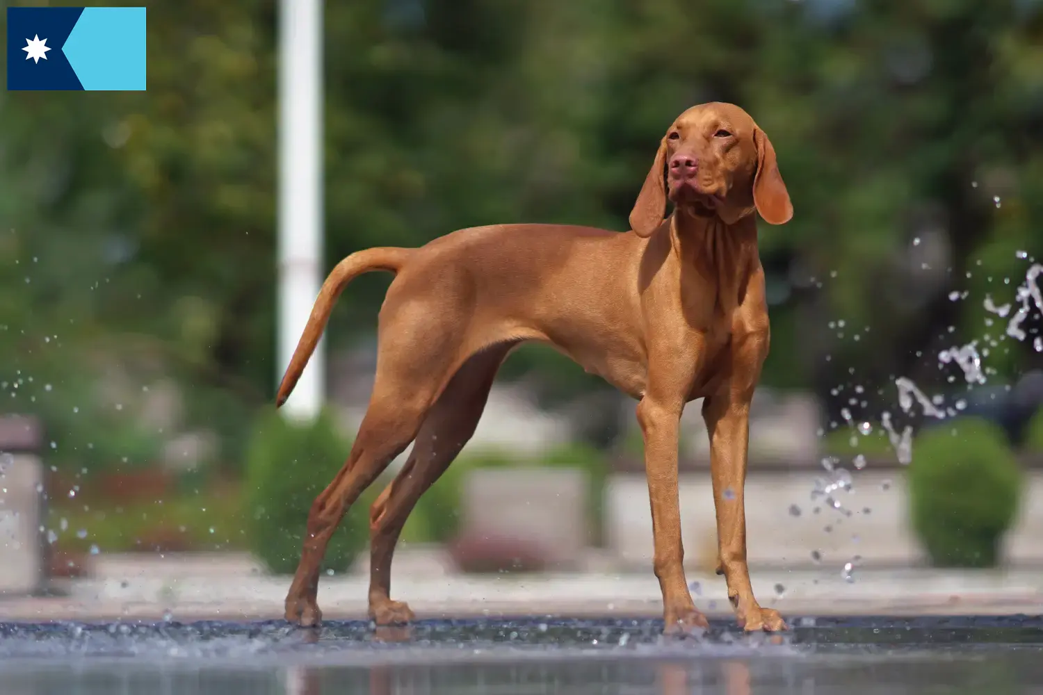 Read more about the article Magyar Vizsla breeders and puppies in Minnesota
