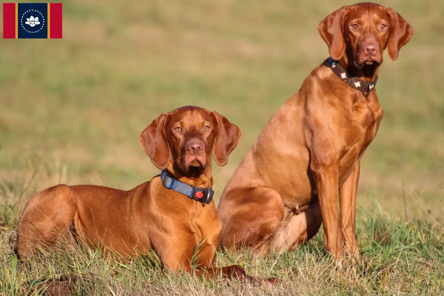 Read more about the article Magyar Vizsla breeders and puppies in Mississippi