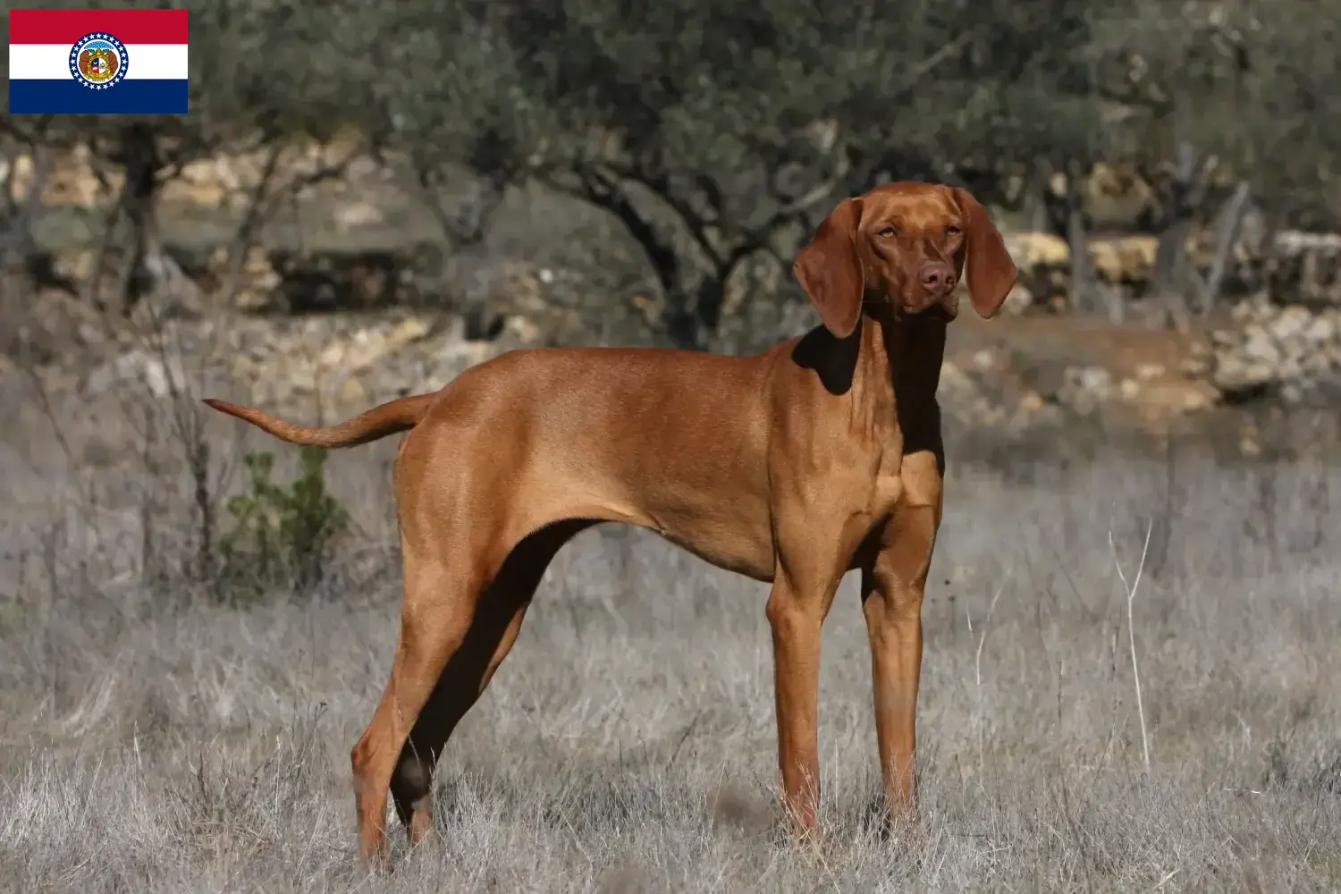 Read more about the article Magyar Vizsla breeders and puppies in Missouri
