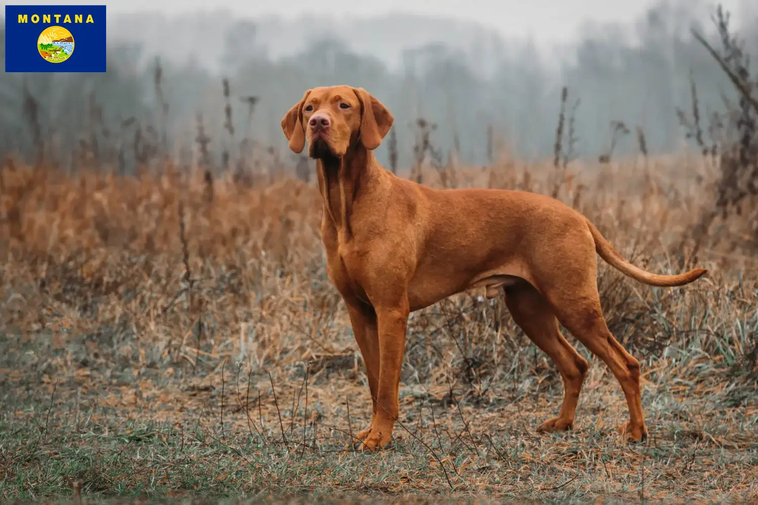 Read more about the article Magyar Vizsla breeders and puppies in Montana