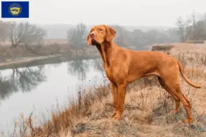 Read more about the article Magyar Vizsla breeders and puppies in Nebraska