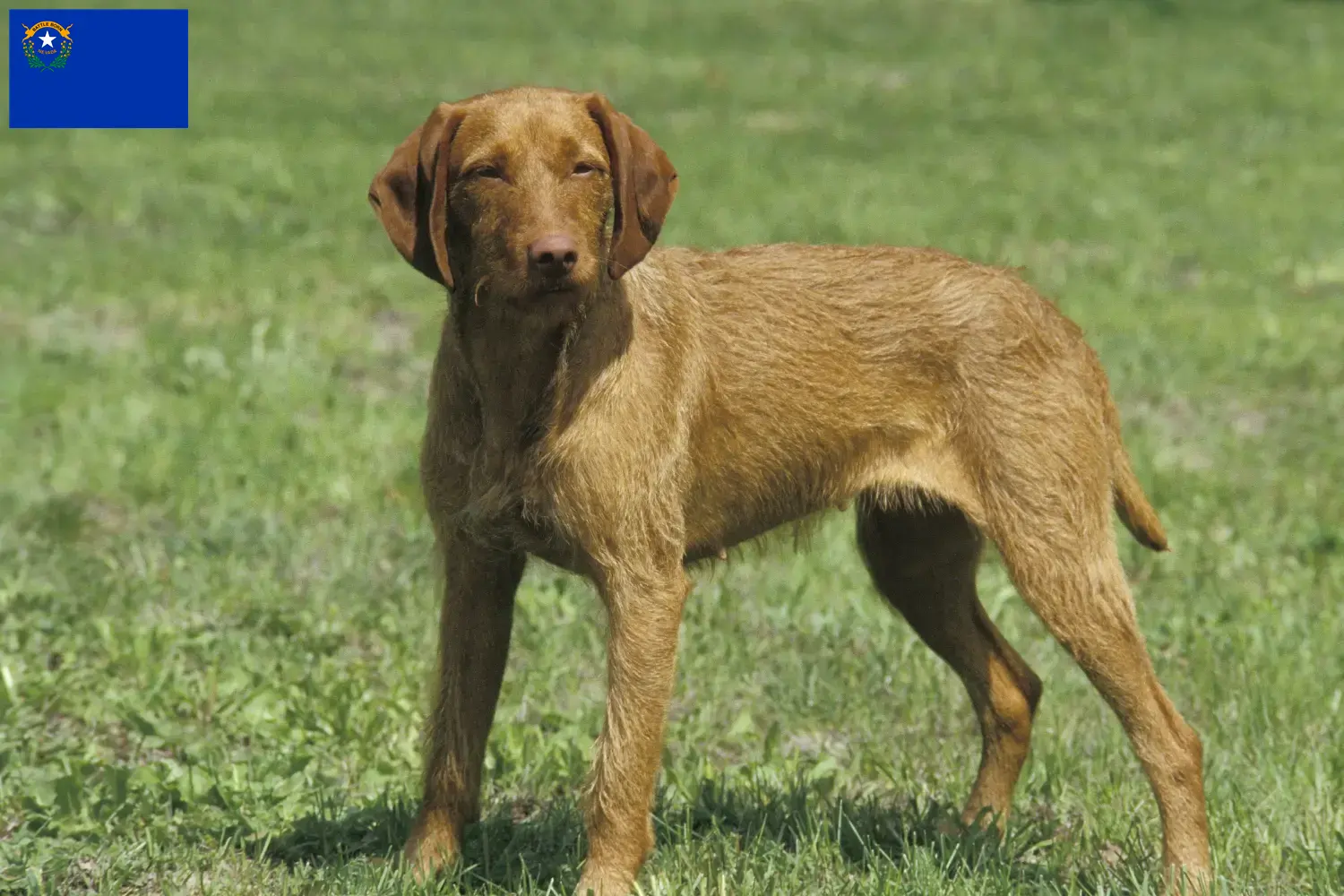 Read more about the article Magyar Vizsla breeders and puppies in Nevada