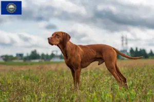 Read more about the article Magyar Vizsla breeders and puppies in New Hampshire