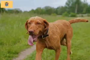 Read more about the article Magyar Vizsla breeders and puppies in New Jersey