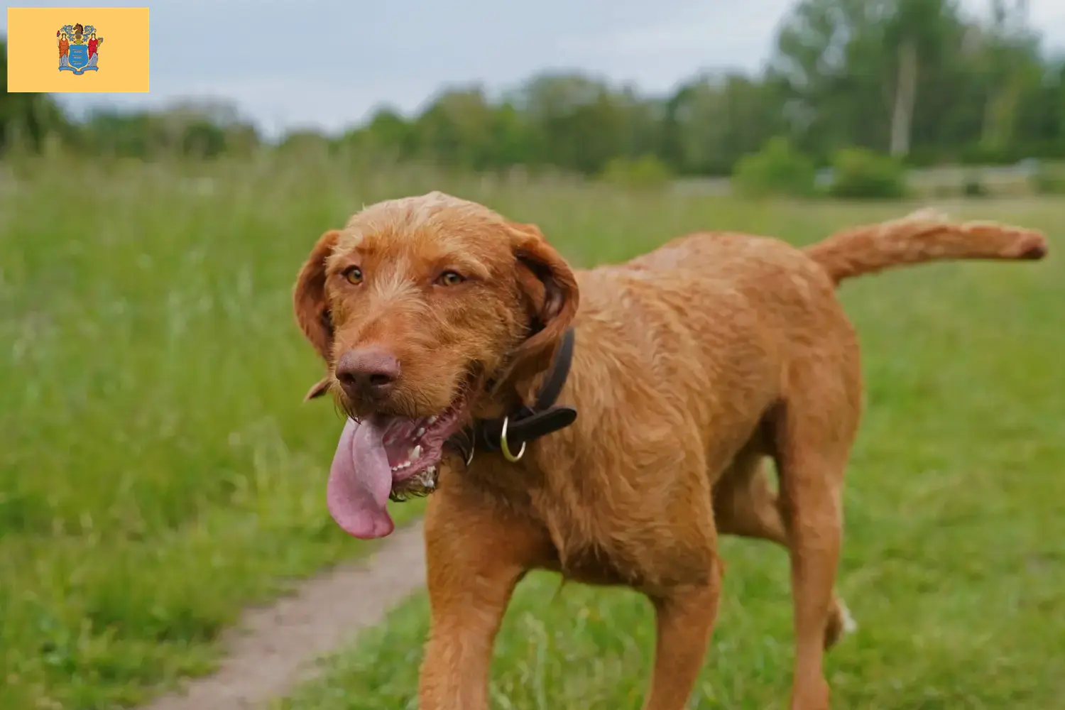 Read more about the article Magyar Vizsla breeders and puppies in New Jersey