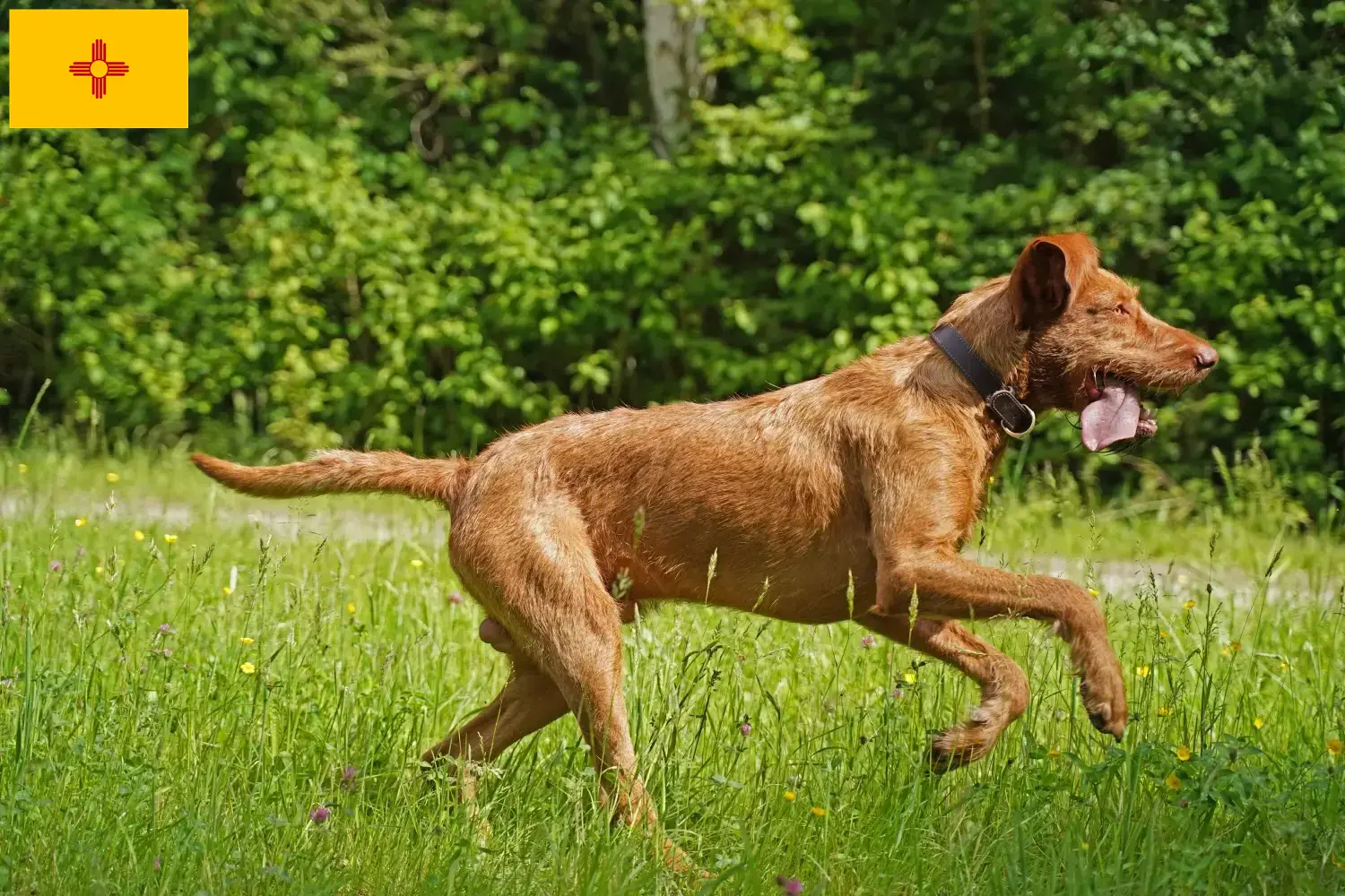 Read more about the article Magyar Vizsla breeders and puppies in New Mexico