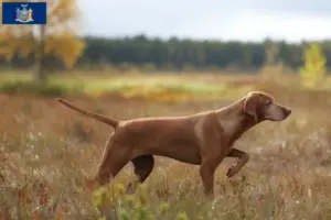 Read more about the article Magyar Vizsla breeders and puppies in New York