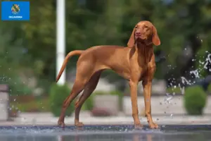 Read more about the article Magyar Vizsla breeders and puppies in Oklahoma