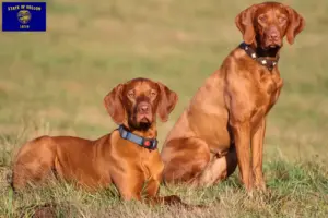 Read more about the article Magyar Vizsla breeders and puppies in Oregon